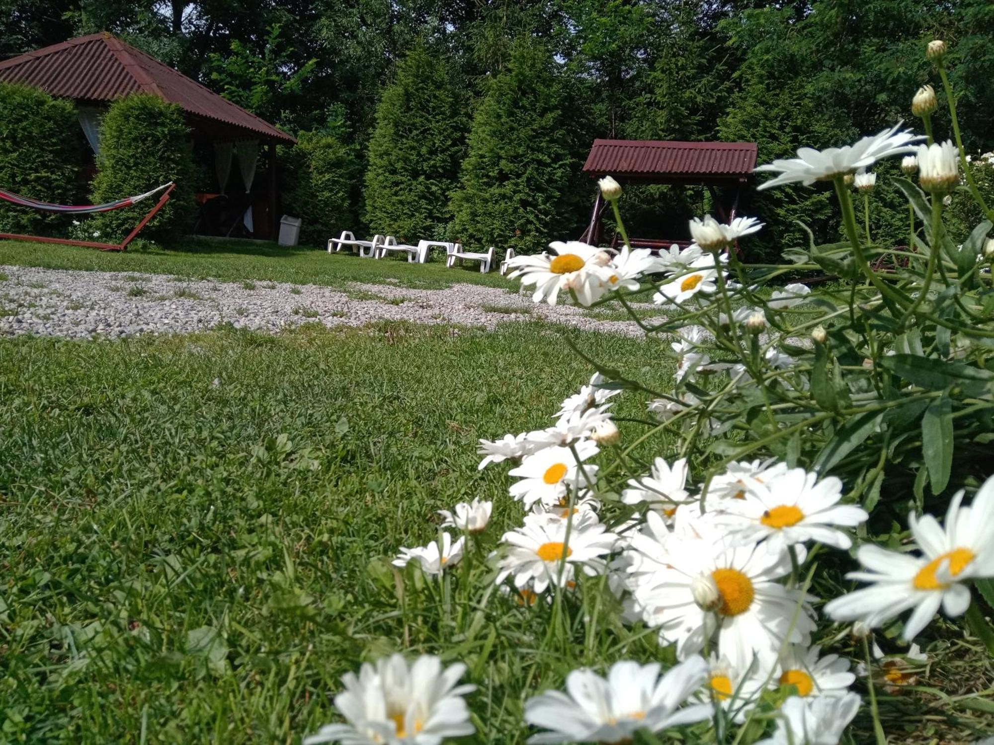 Vila Doina Branului Bran  Extérieur photo